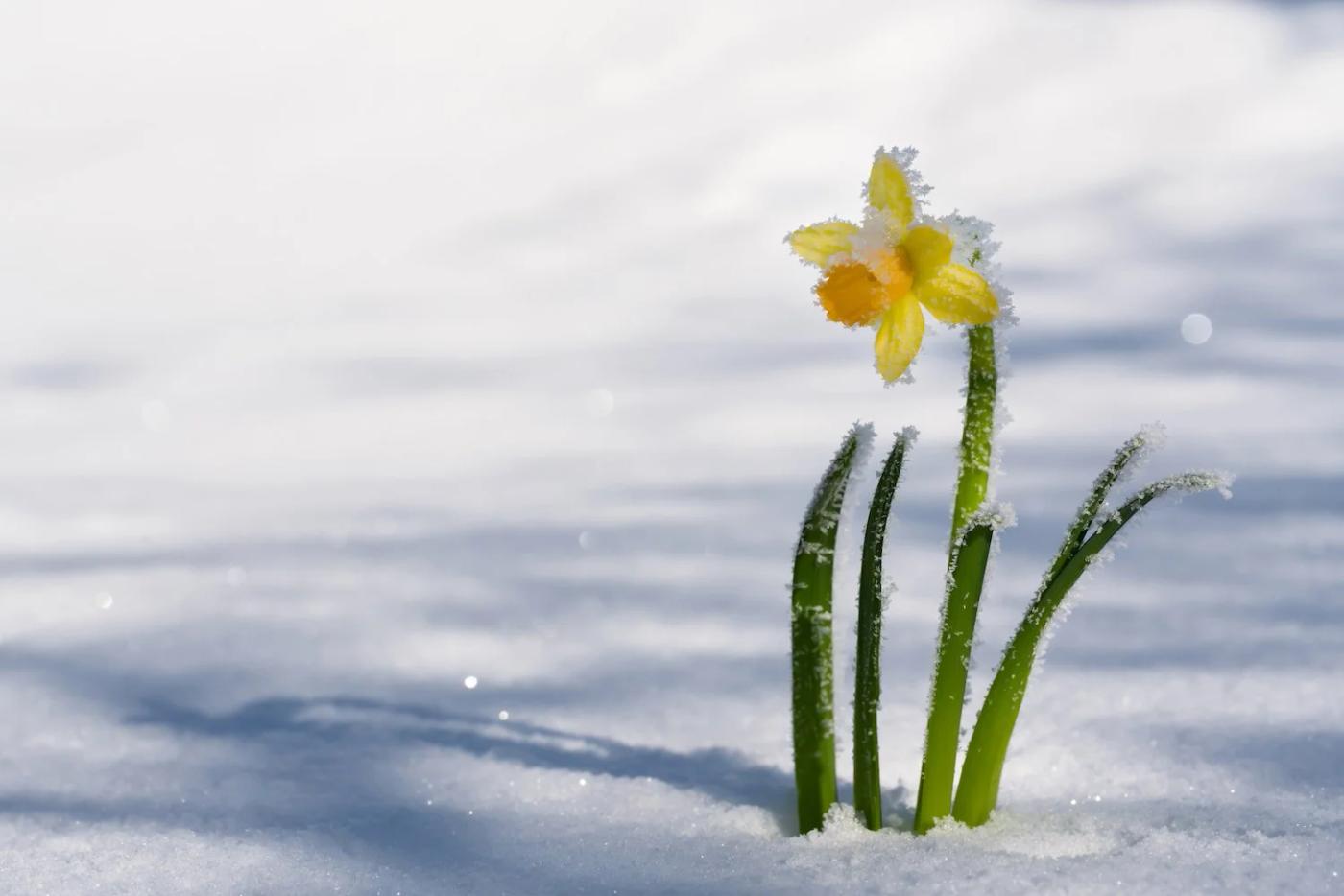 An Easter lily