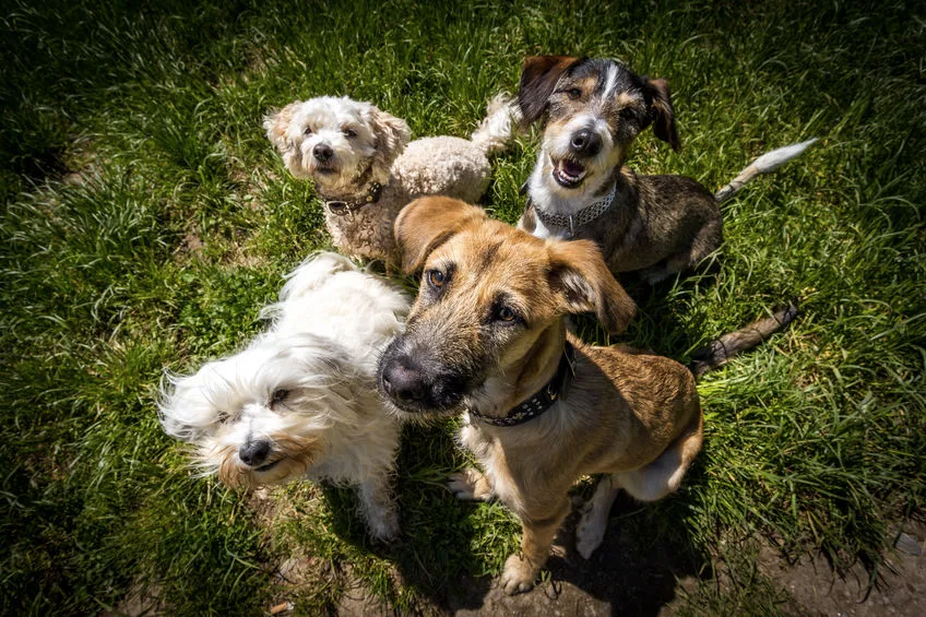 Sociale puppy in park
