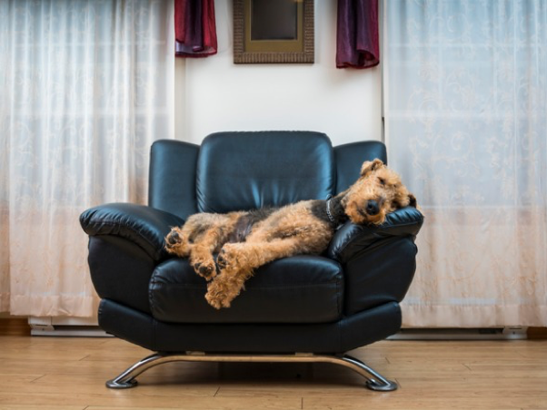 5 handige tips voor het wennen van een hond bij een oppas!