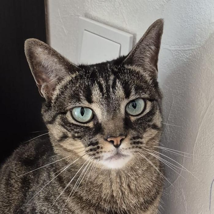 Katten Luna en Ozzi ontspannen thuis met Petbnb oppas