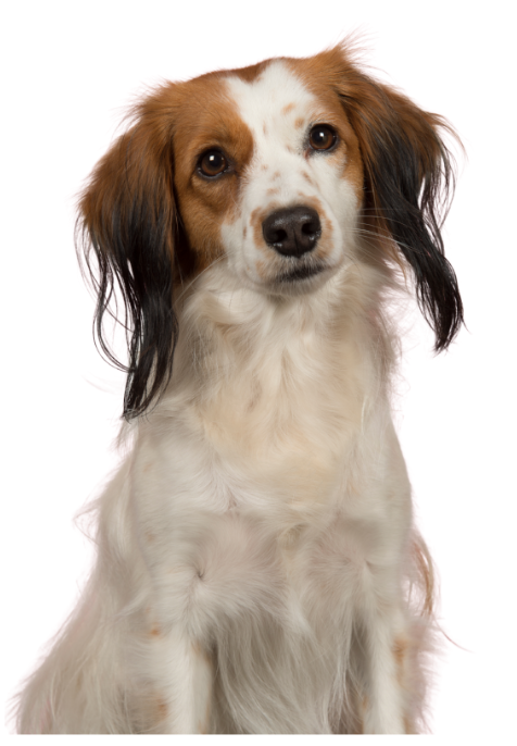 Paw-vision Song Contest 2025: de finalisten per land!