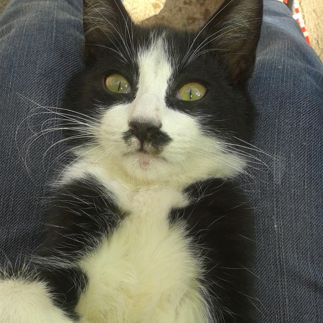 Movember: 10 lustige Fotos von Katzen und Hunden mit Schnurrbart