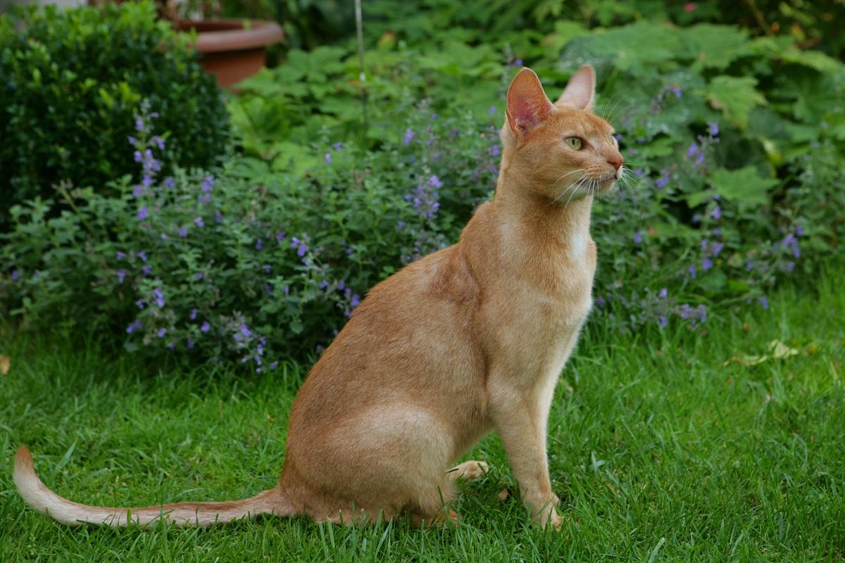 Abessinier als Therapiekatze: Ihre lebendige Persönlichkeit und ihr seidiges, kurzhaariges Fell machen sie zu einer anregenden Begleiterin in therapeutischen Umgebungen, die Bewegung und Aktivität fördern.