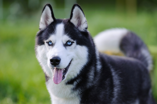 Een zwart-witte Siberische husky met blauwe ogen staat buiten