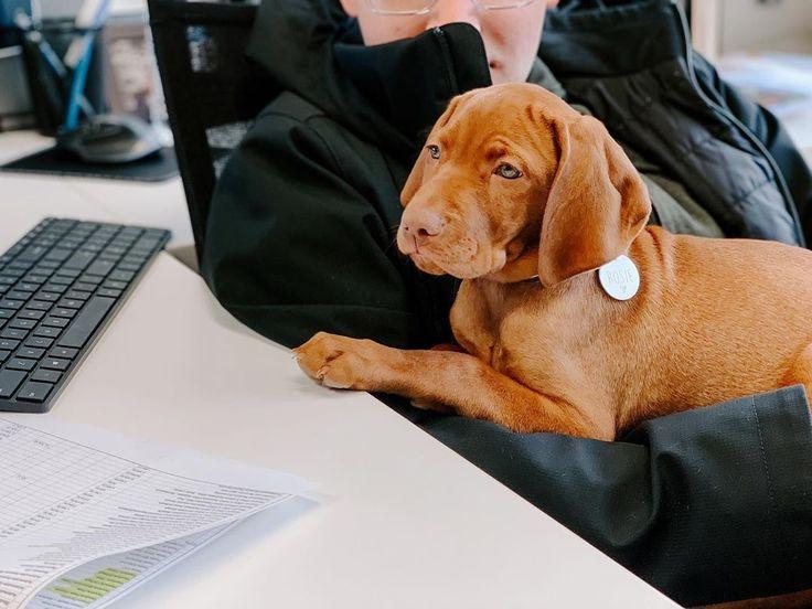 Hond krijgt knuffel op kantoor