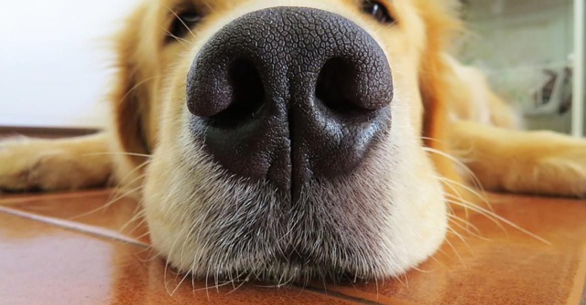 Hond met sterke reukzin