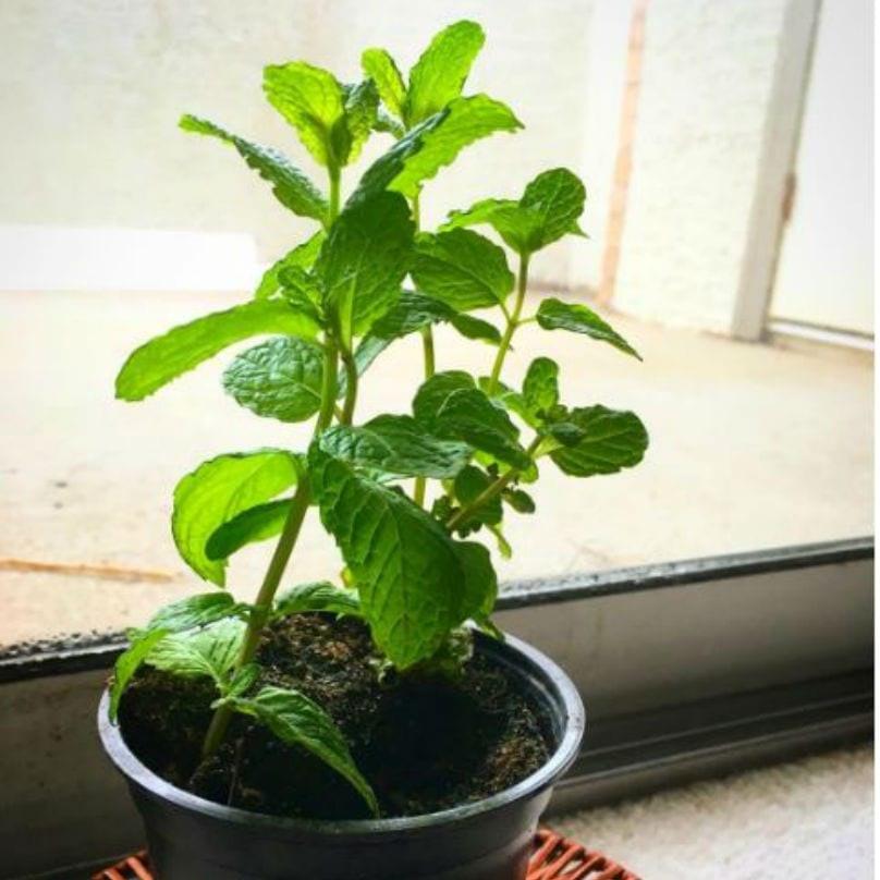 muntplant