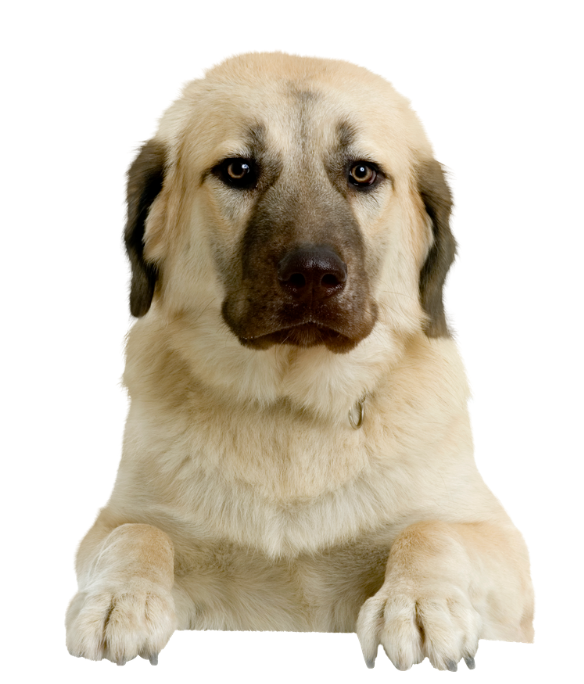 Anatolische Herder met waakse blik