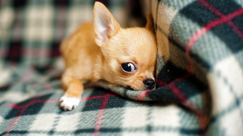 Chihuahua looking cute