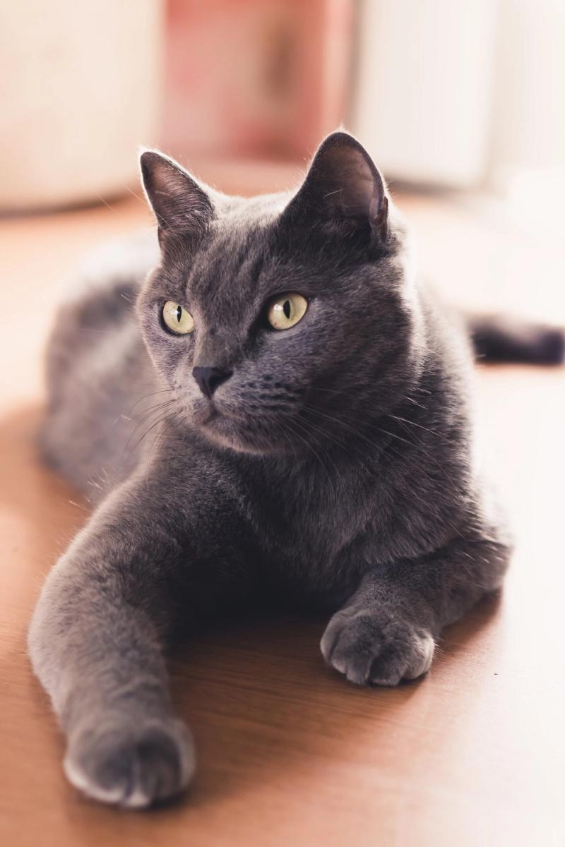 Dit zijn de 10 populairste kattennamen van 2023!