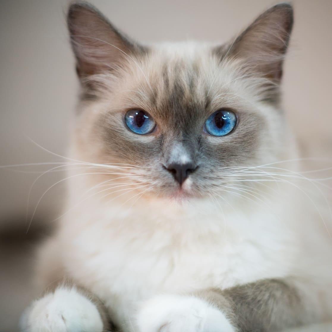 Ragdoll kat liggend