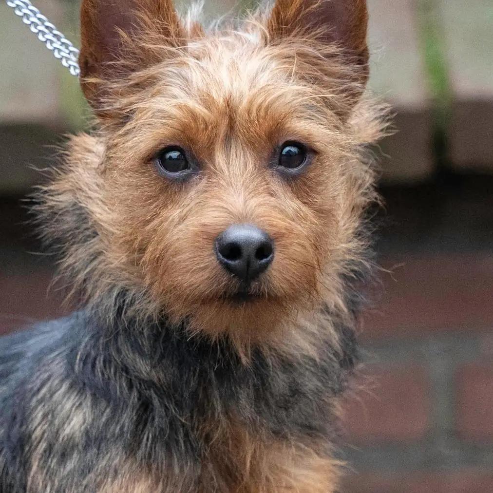 Australian Terrier aus der Petbnb Community