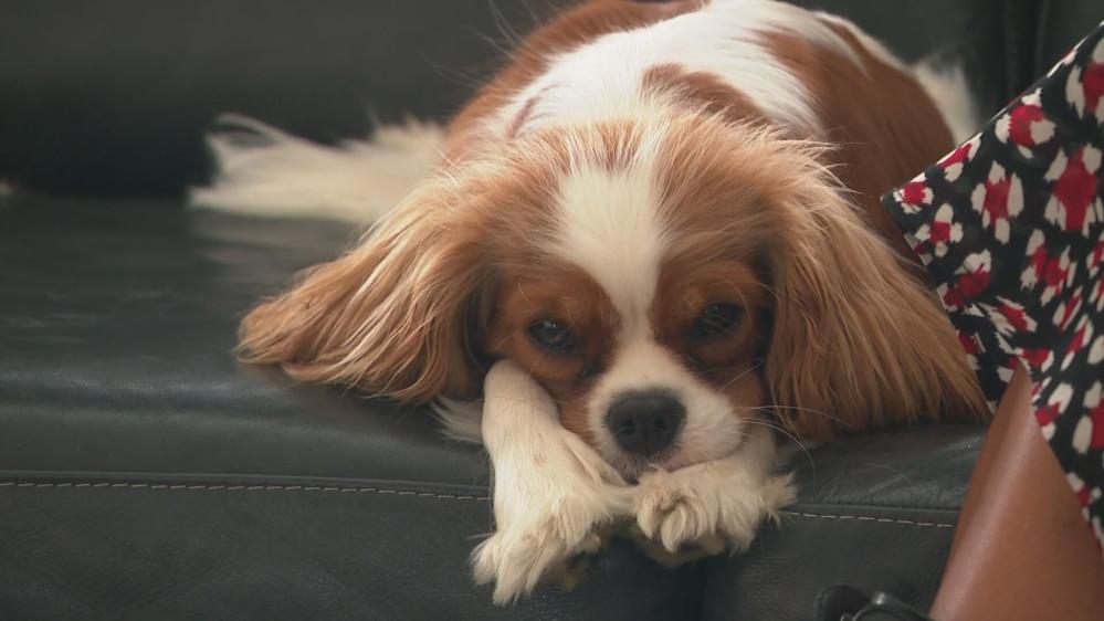 Cavalier King Charles Spaniël