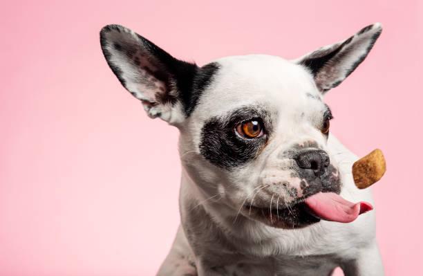 Hond vangt een koekje tijdens training