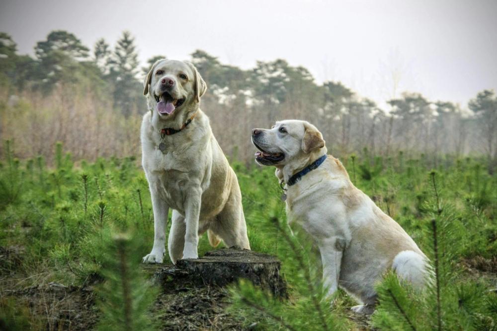 Twee gele Labradors buiten in het groen