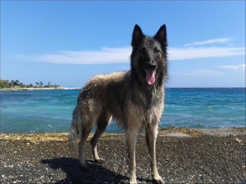Voormalig marinier Domien over zijn liefde voor honden