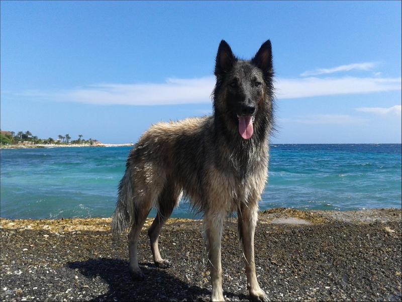 Voormalig marinier Domien over zijn liefde voor honden