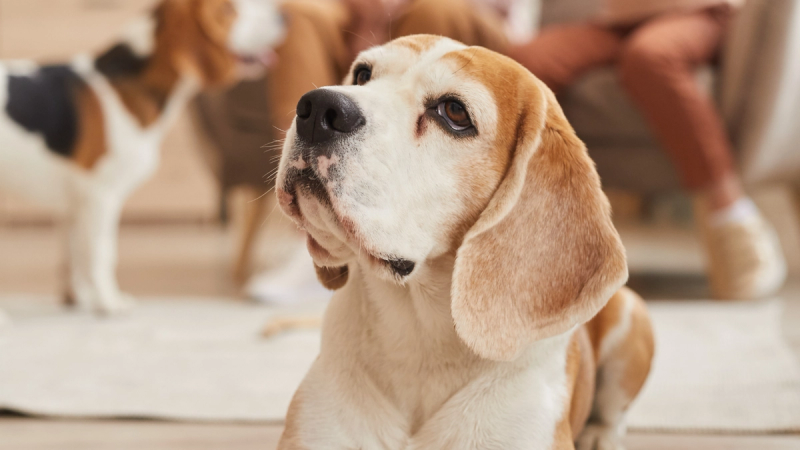 5 Familienhunde, mit denen keiner rechnet