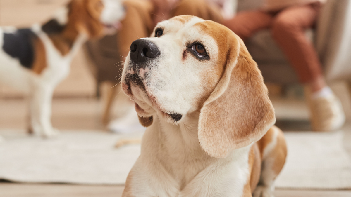 5 Familienhunde, mit denen keiner rechnet