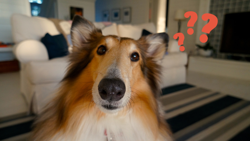 So schätzt unsere Community das Zeitgefühl von Hunden ein
