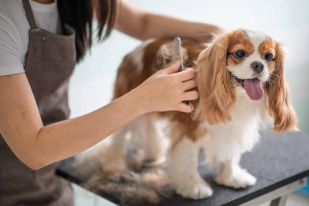 Hond wordt getrimd