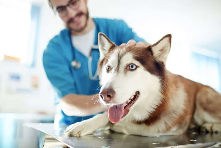 Deze 5 verboden middelen voor honden zorgen voor hoge dierenartskosten