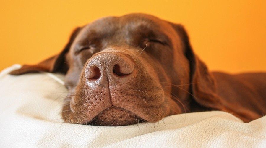 5 tips om een fijne slaapplek te creëren voor jouw viervoeter