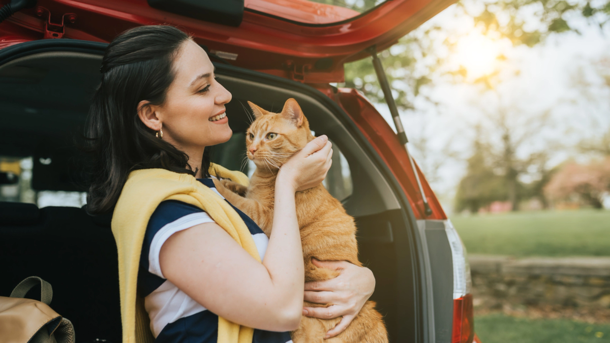 Kat in draagmand tijdens autorit