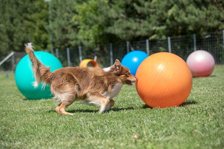 Hond duwt grote bal tijdens Treibball training