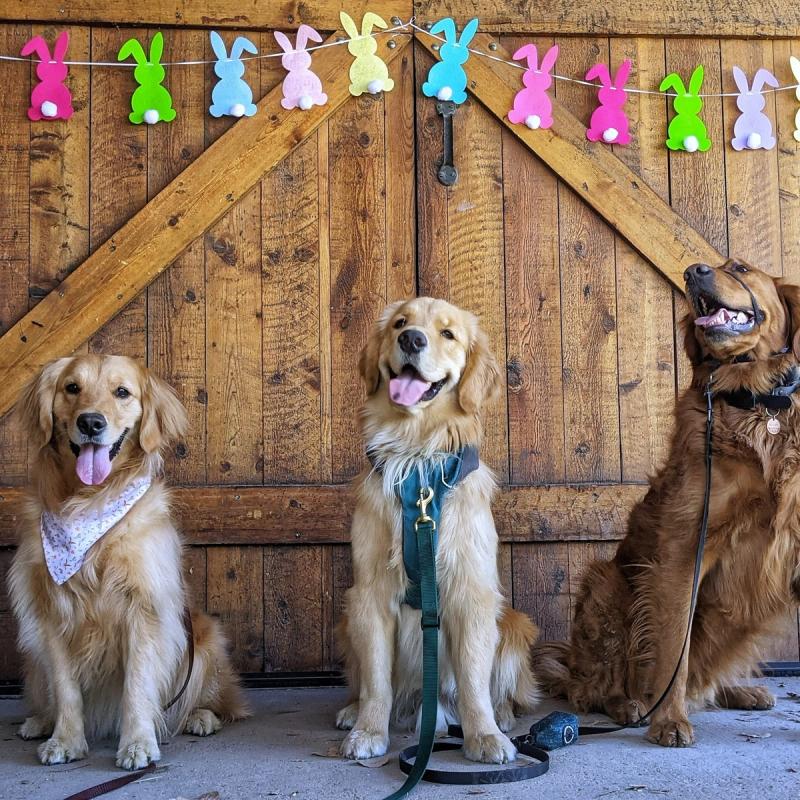 6 activiteiten om te ondernemen tijdens Pasen met jouw hond of kat!