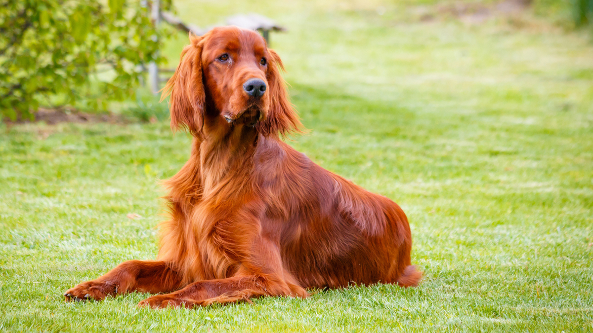 Irish Setter Familienhund