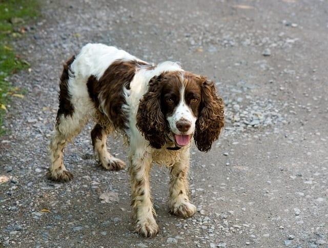 Engelse Springer Spaniel met vlekken