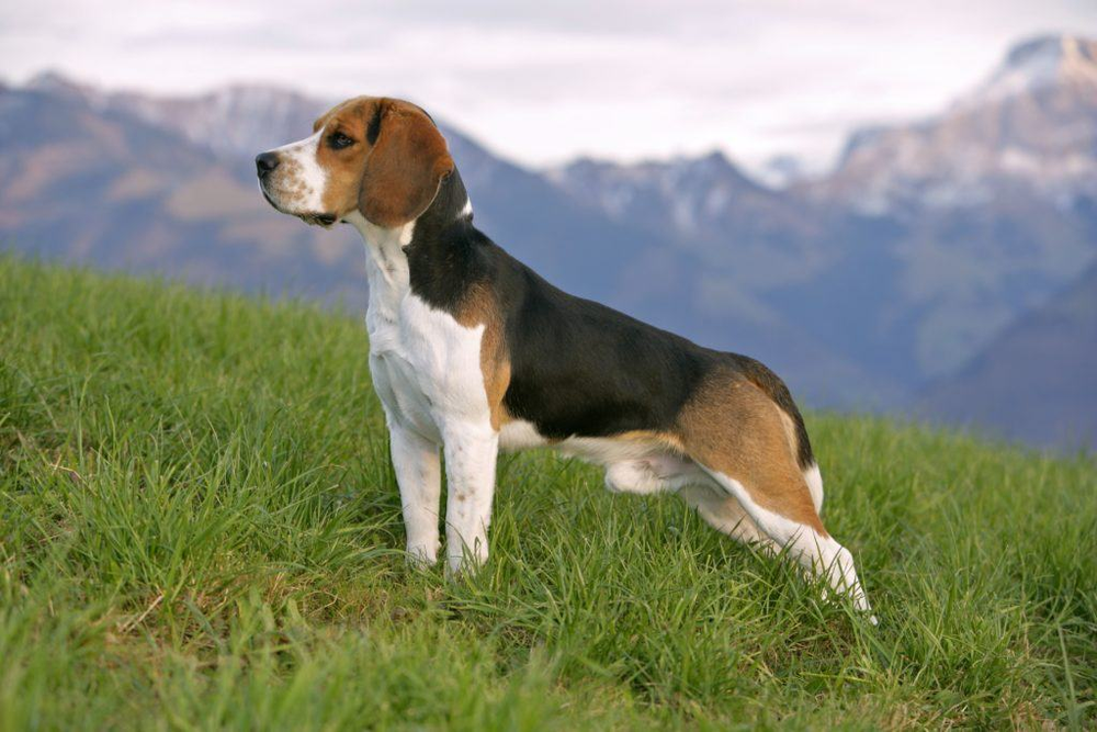 Driekleurige beagle staat in het gras met bergen op de achtergrond