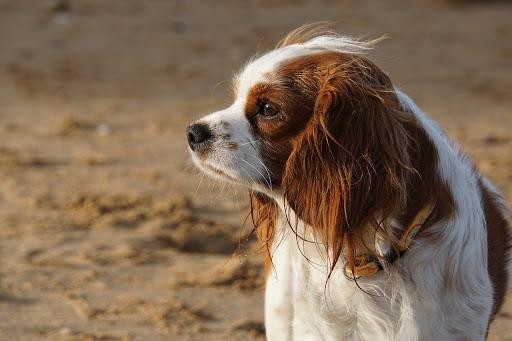 Cavalier King Charles Spaniel dichtbij de eigenaar