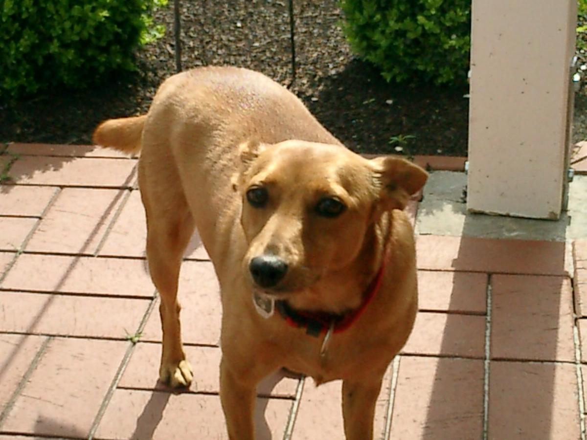 Erinnerung: Unser erster Familienhund aus dem Tierheim