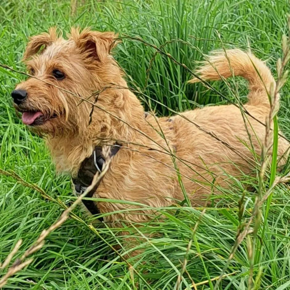 Australian Terrier – Der clevere Outback-Buddy im kompakten Format