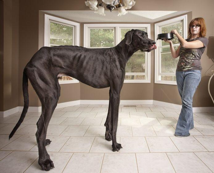 7 waanzinnige feitjes over honden die je zullen verbazen!