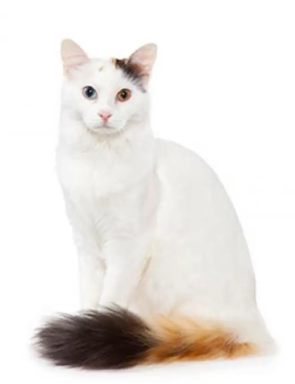 Turkse Van kat bij water