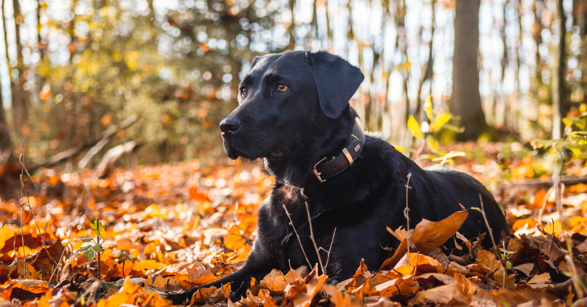 Zwarte hond buiten in groen park tijdens wandeling