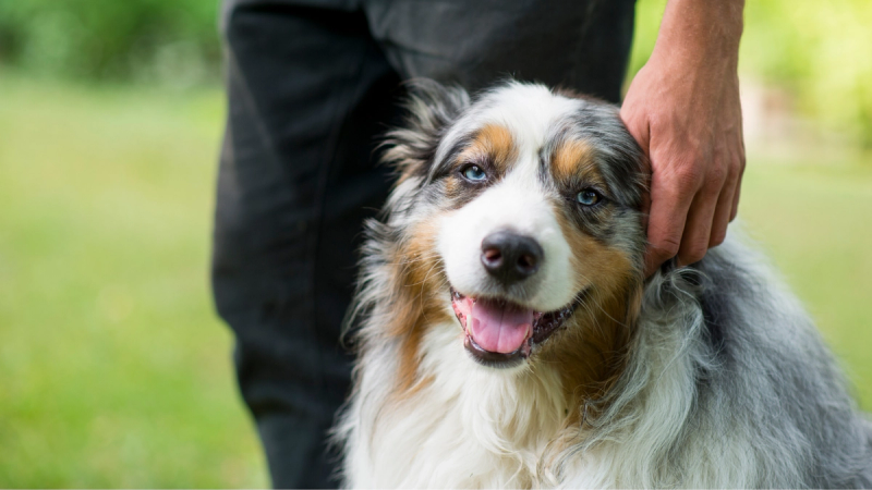 Vrolijke hond kijkt omhoog naar zijn baasje na een beloning tijdens training