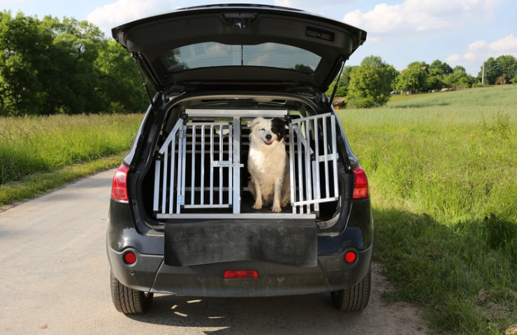 Hond in bench in de auto