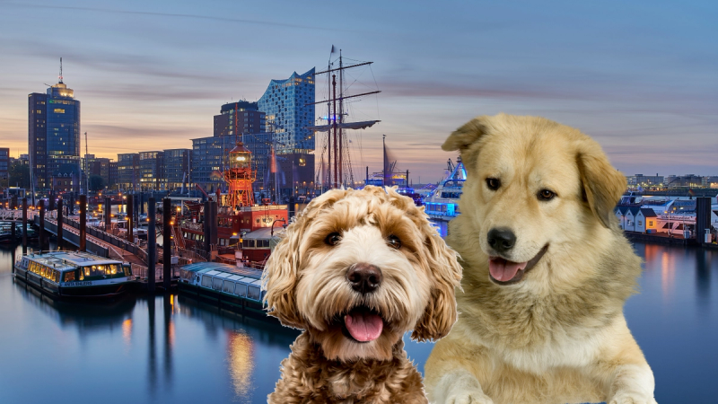 Hamburg mit Hund