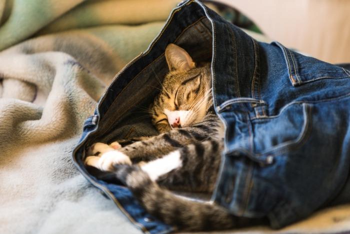 Kat slaapt verstopt in kleding