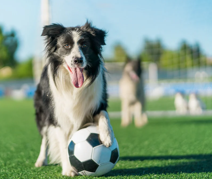 Het EK 2024: een speelse twist met hondenvoetbal
