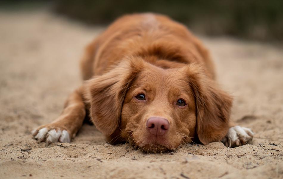 Puppy Power: 5 super tips om jouw puppy te trainen!