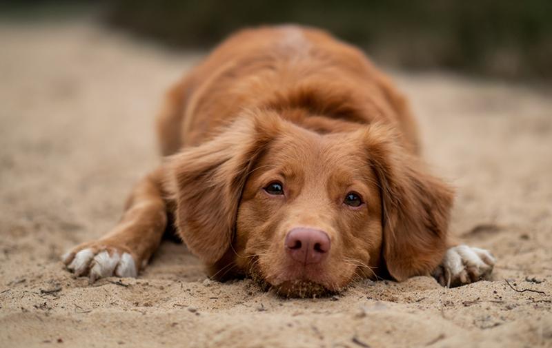 Puppy Power: 5 super tips om jouw puppy te trainen!