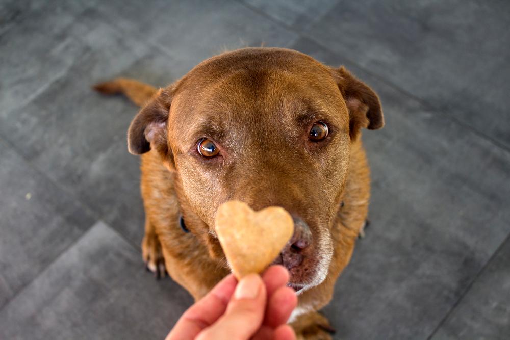 Hond krijgt beloningssnack