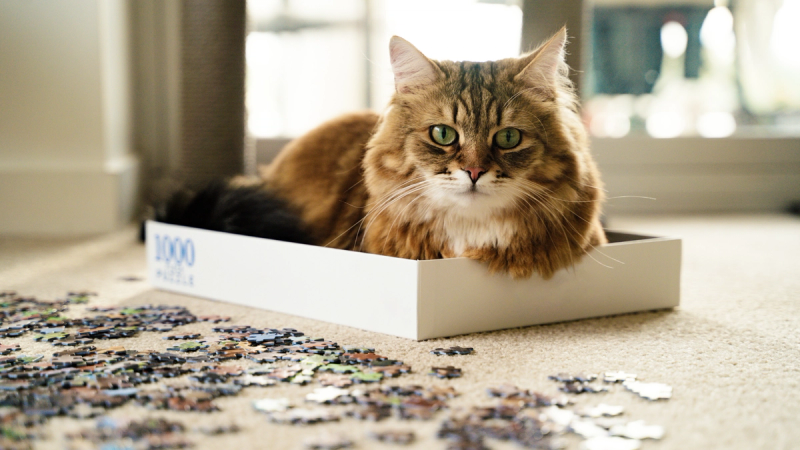 10 gekke kattengedragingen uitgelegd