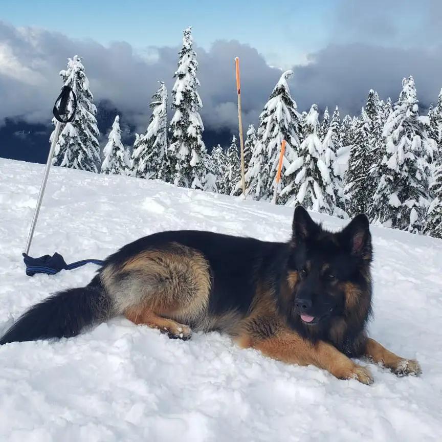 Der Deutsche Schäferhund: Authentische Einblicke