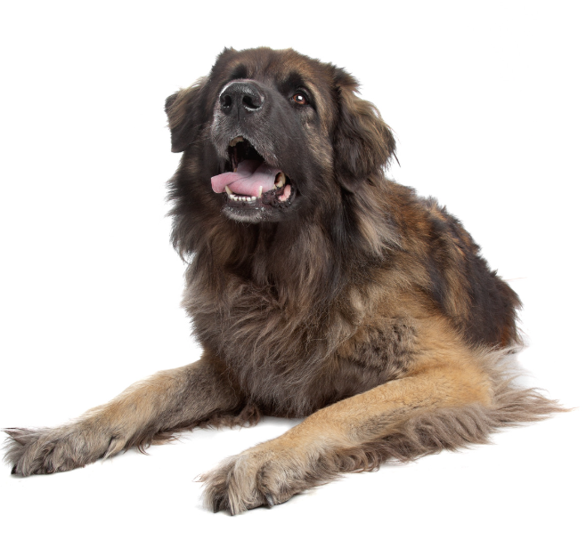 Leonberger met volle manen